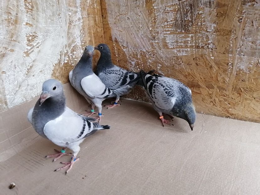  - 2021-PUI-PRIMA SERIE