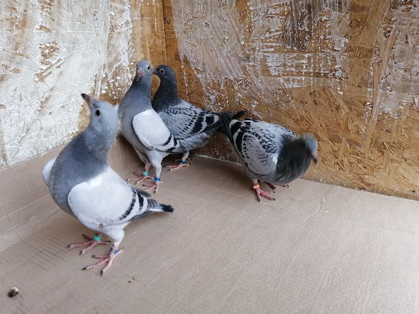  - 2021-PUI-PRIMA SERIE