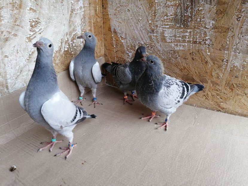  - 2021-PUI-PRIMA SERIE