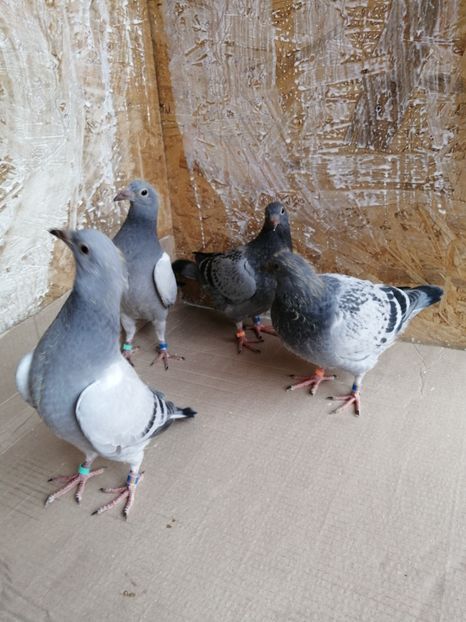  - 2021-PUI-PRIMA SERIE