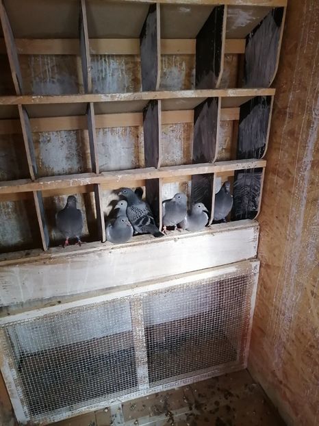  - 2021-PUI-PRIMA SERIE