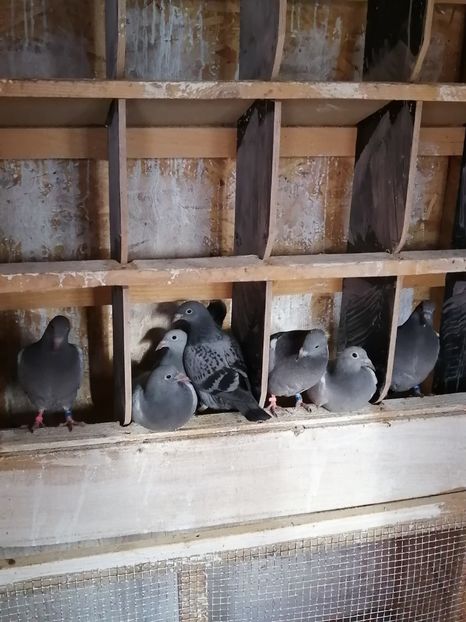  - 2021-PUI-PRIMA SERIE