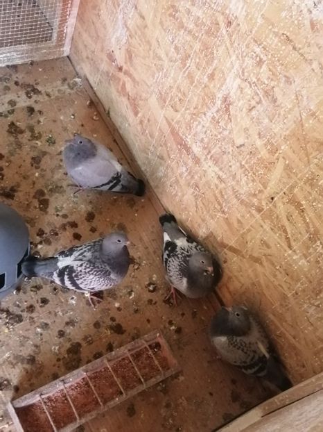  - 2021-PUI-PRIMA SERIE