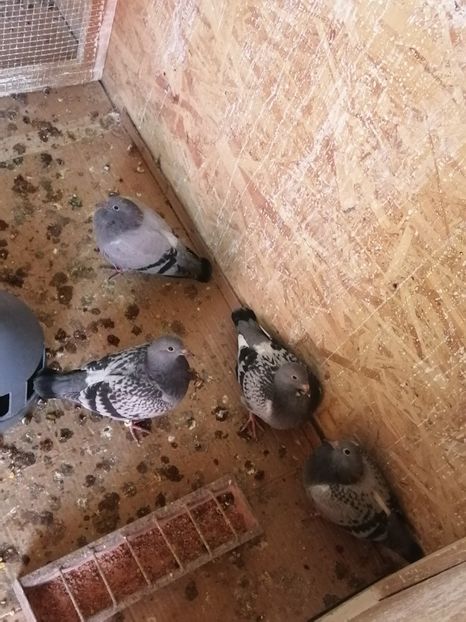  - 2021-PUI-PRIMA SERIE