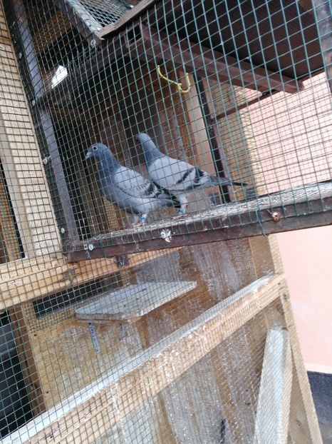  - 2021-PUI-PRIMA SERIE