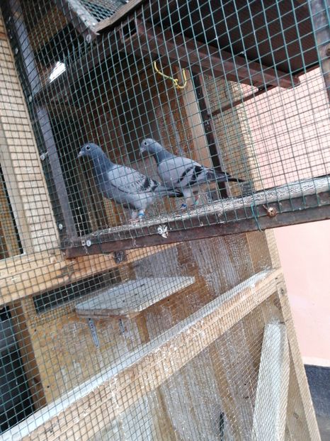  - 2021-PUI-PRIMA SERIE