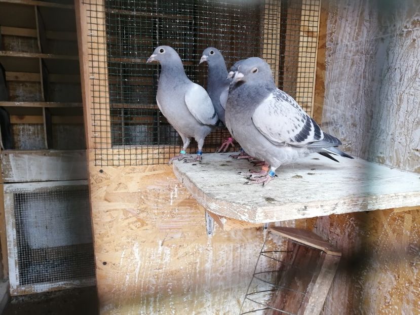  - 2021-PUI-PRIMA SERIE