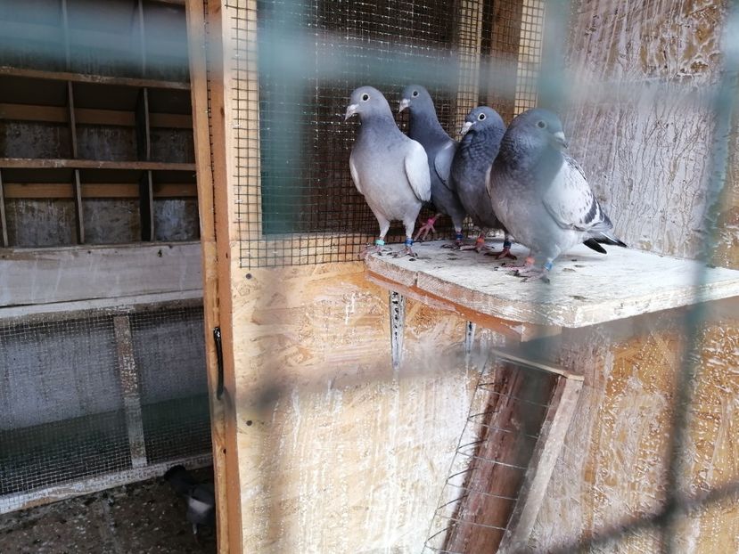  - 2021-PUI-PRIMA SERIE