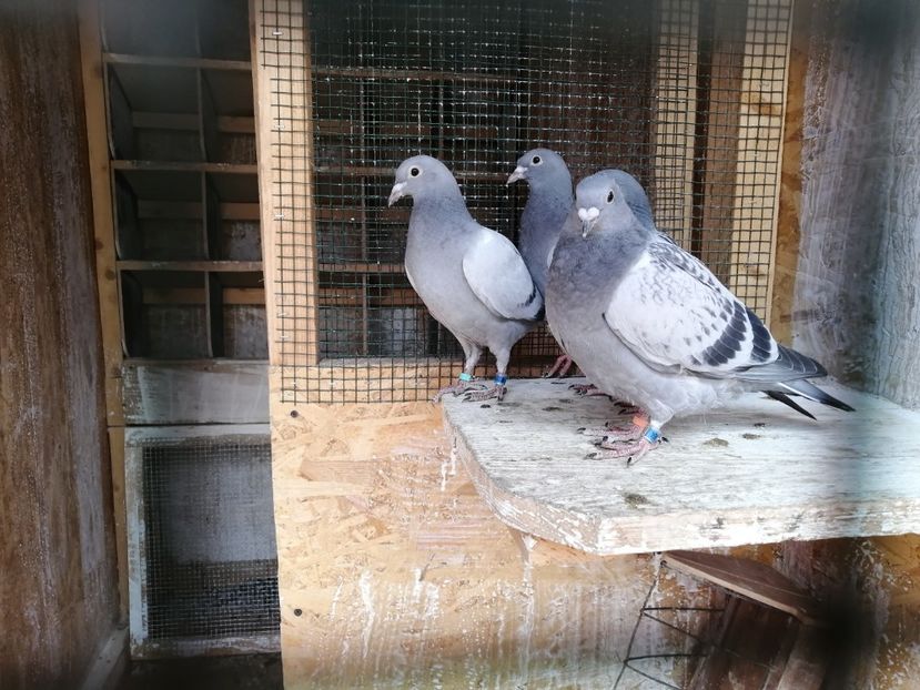  - 2021-PUI-PRIMA SERIE