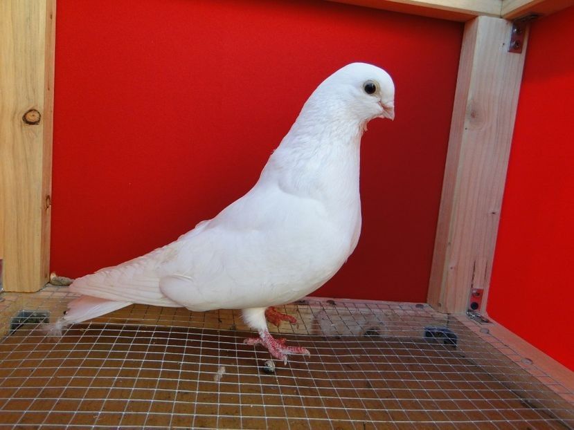 113924193 (1) - arhiva_porumbei dragi mie