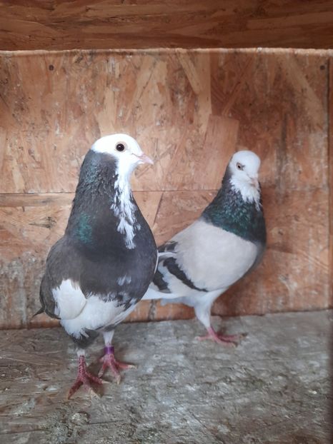  - Rolleri de Birmingam 2021