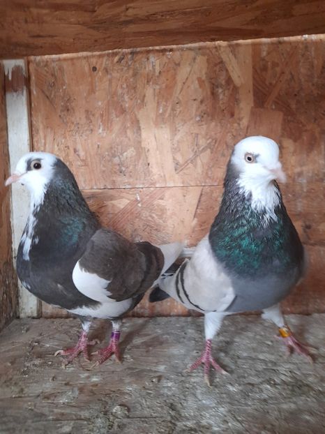  - Rolleri de Birmingam 2021