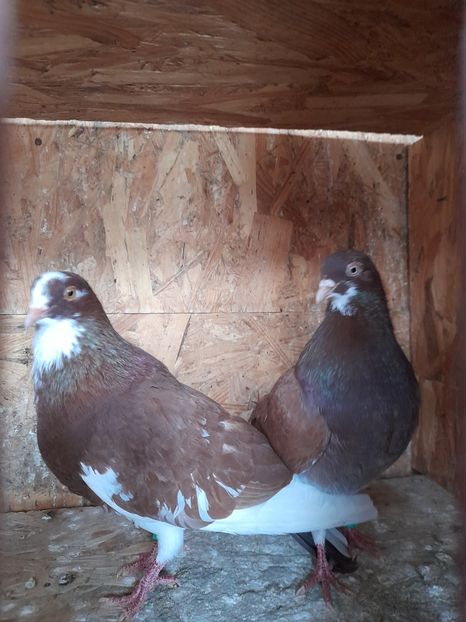  - Rolleri de Birmingam 2021