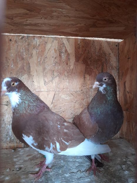  - Rolleri de Birmingam 2021