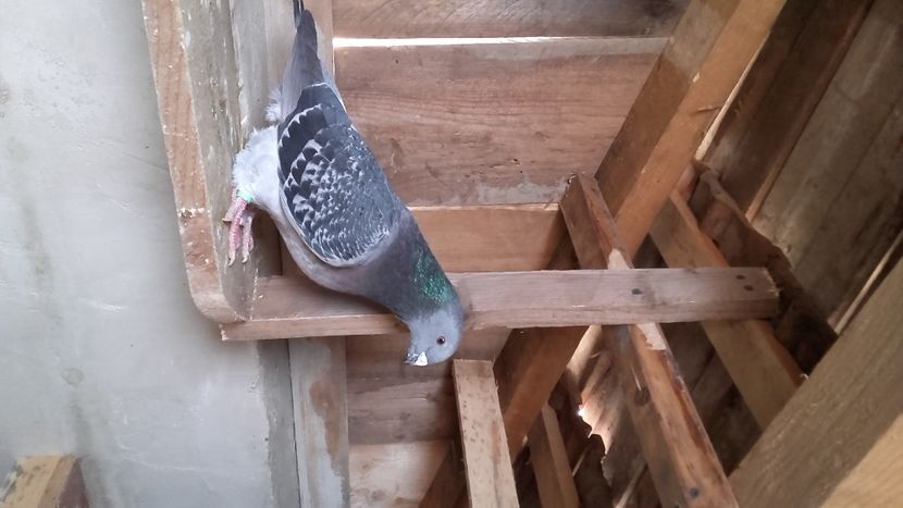 20210314_121536(0) - solzati standard 2022