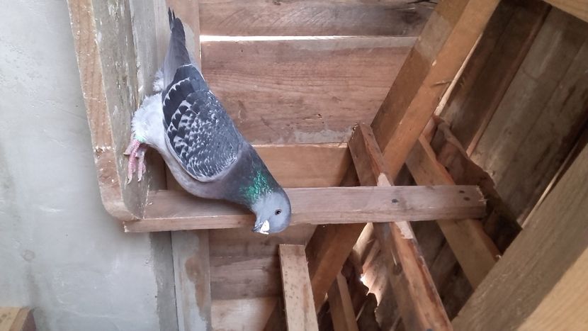  - solzati standard 2022