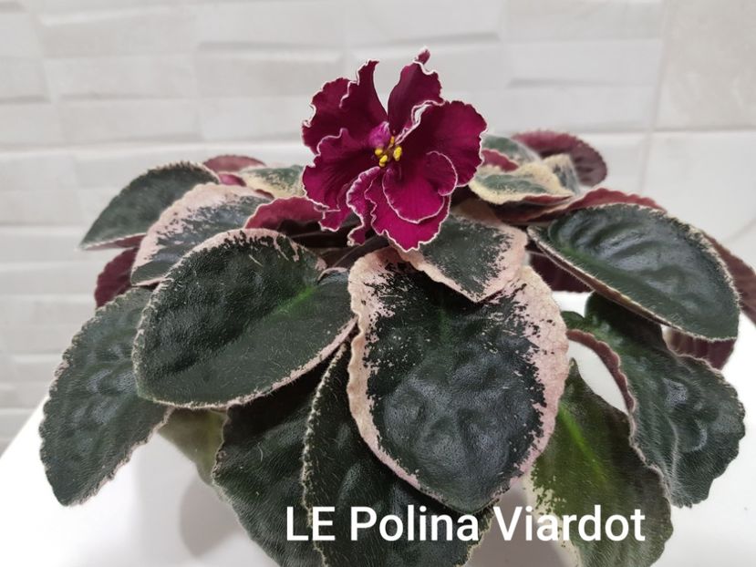 25.03.2021 - LE Polina Viardo