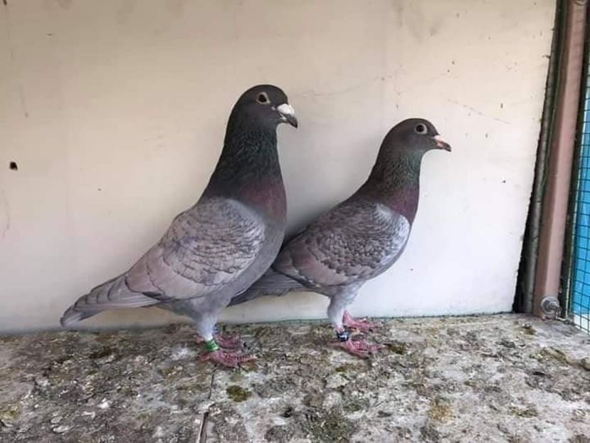  - NU IMI APARTIN ALBUM NR 2