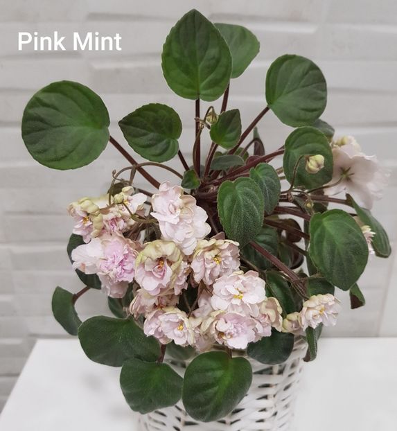 25.03.2021 - Pink Mint