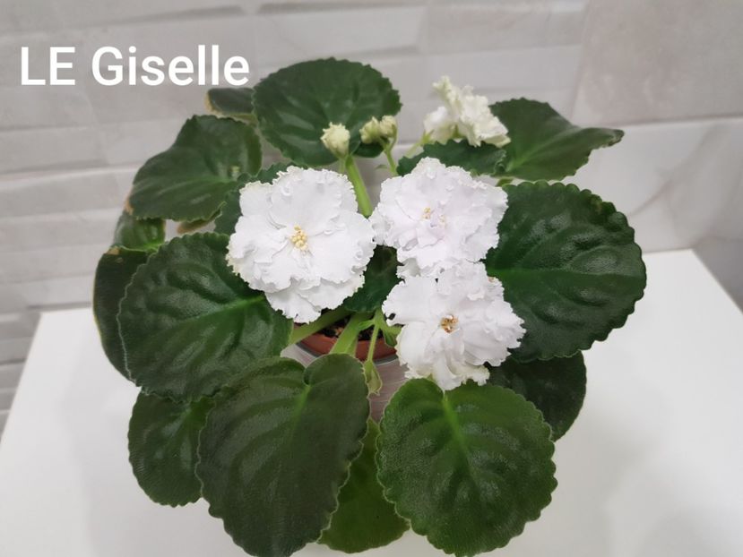 25.03.2021 - LE Giselle