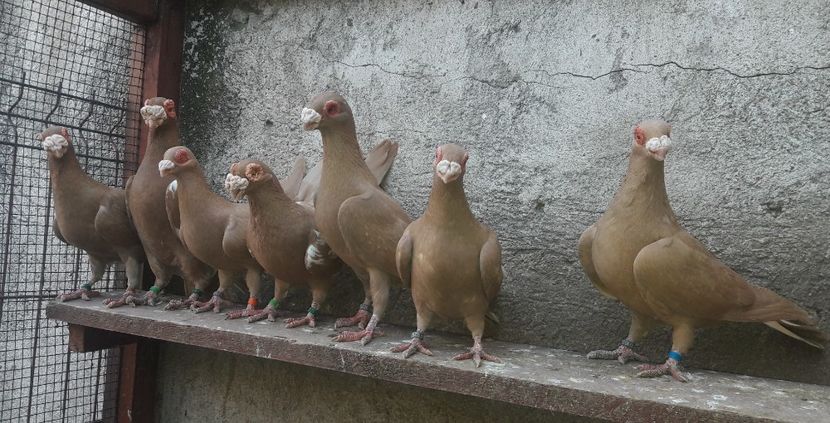 3M + 4F - Carunculați 2021