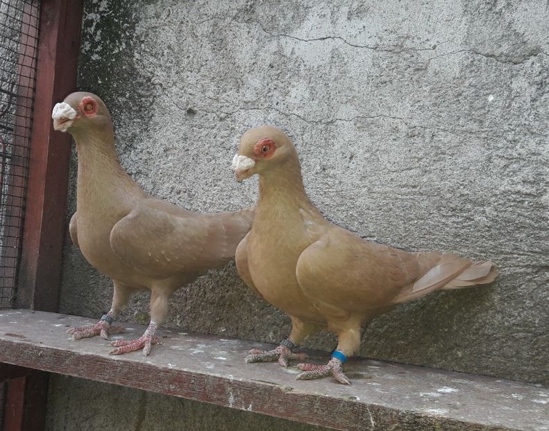 MF 2020 - Carunculați 2021