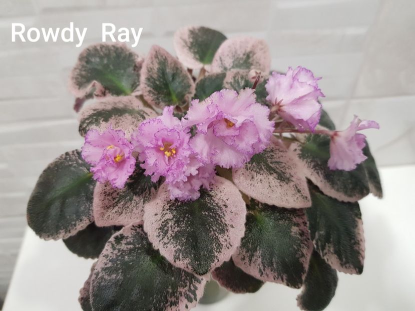 25.03.2021 - Rowdy Ray