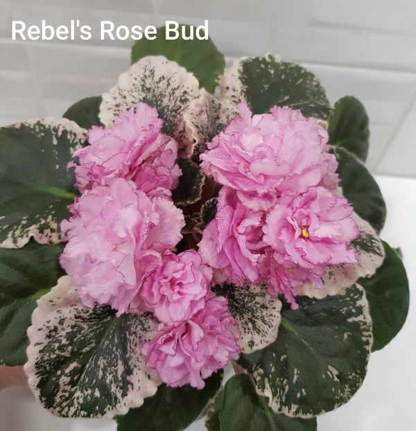 25.03.2021 - Rebel s Rose Bud