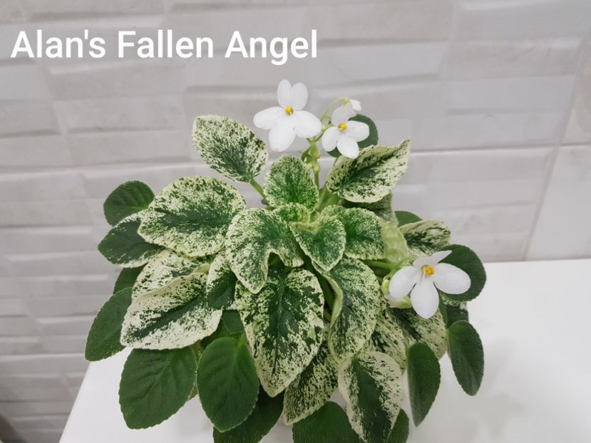 25.03.2021 - Alan s Fallen Angel