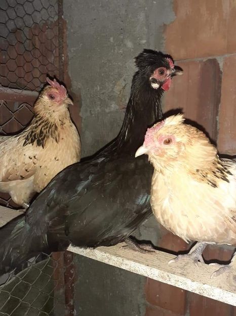  - Gaini pitice pentru 2021