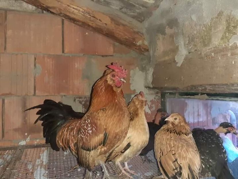  - Gaini pitice pentru 2021