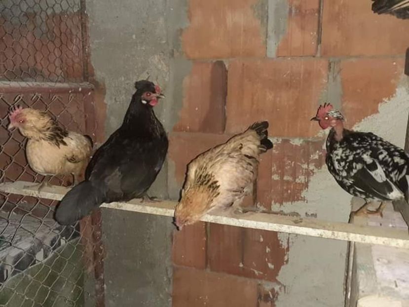  - Gaini pitice pentru 2021