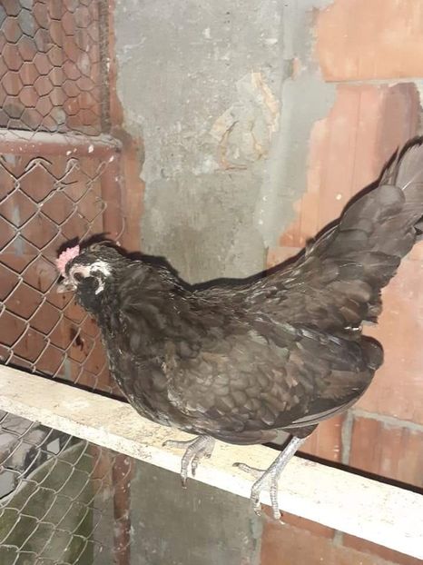  - Gaini pitice pentru 2021