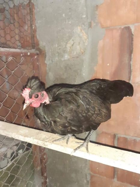  - Gaini pitice pentru 2021