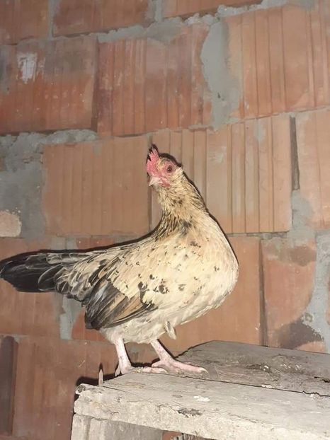  - Gaini pitice pentru 2021