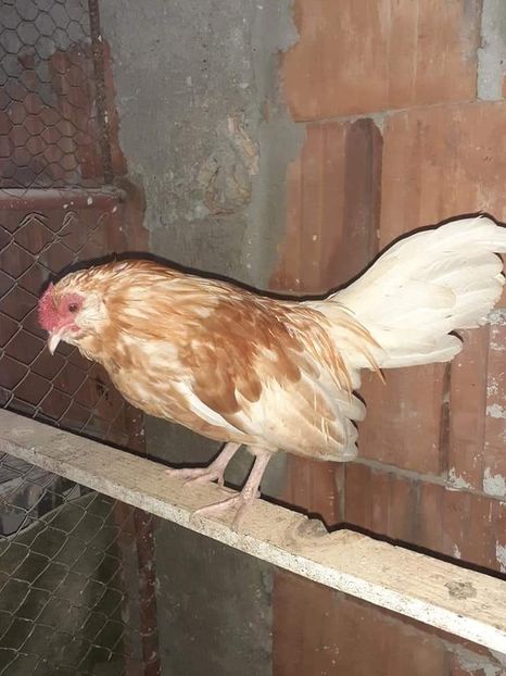  - Gaini pitice pentru 2021