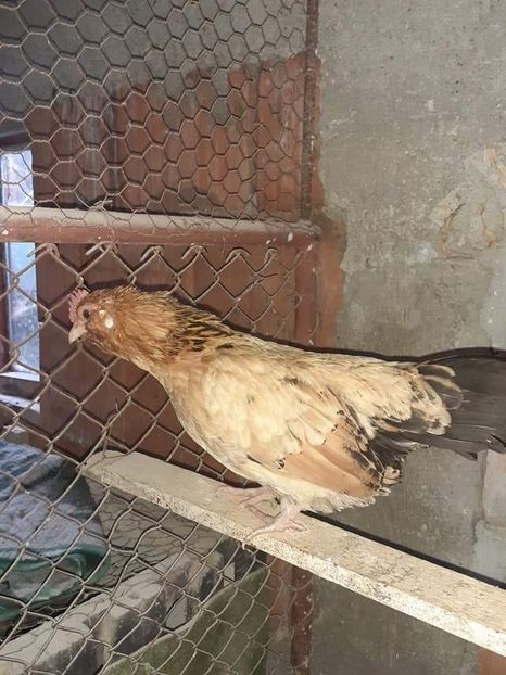  - Gaini pitice pentru 2021