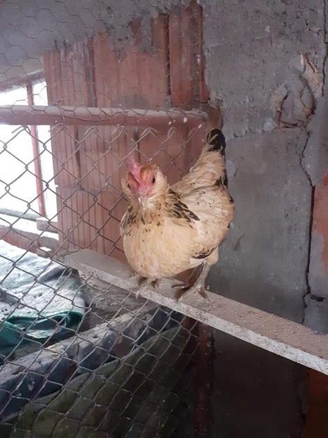  - Gaini pitice pentru 2021