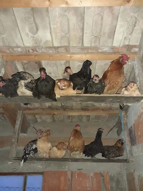  - Gaini pitice pentru 2021