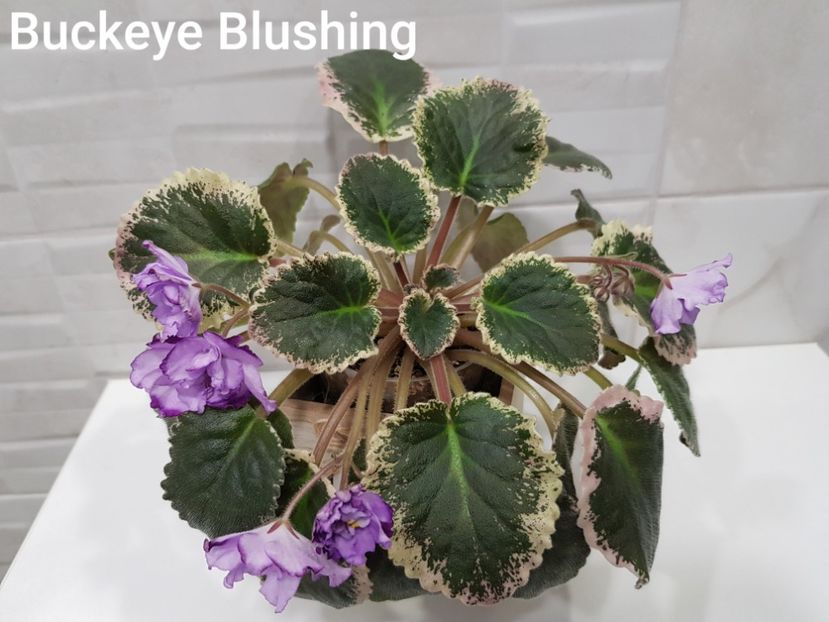 25.03.2021 - Buckeye Blushing