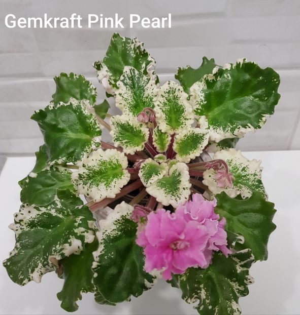 25.03.2021 - Gemcraft Pink Pearl