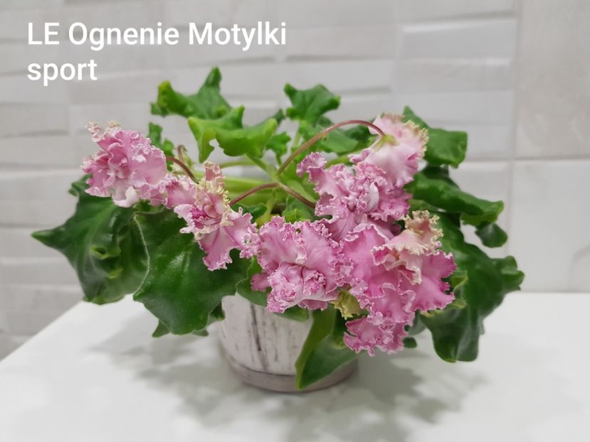 25.03.2021 - LE Ognenie Motylki