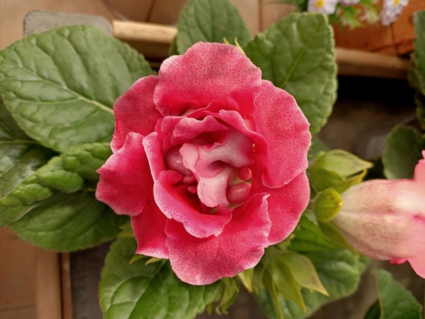 18.03.2021 - Provizoriu- Frumuseți