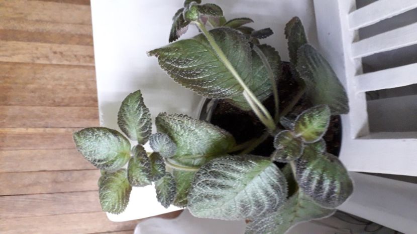 Doris Golden Glitter - A Episcia