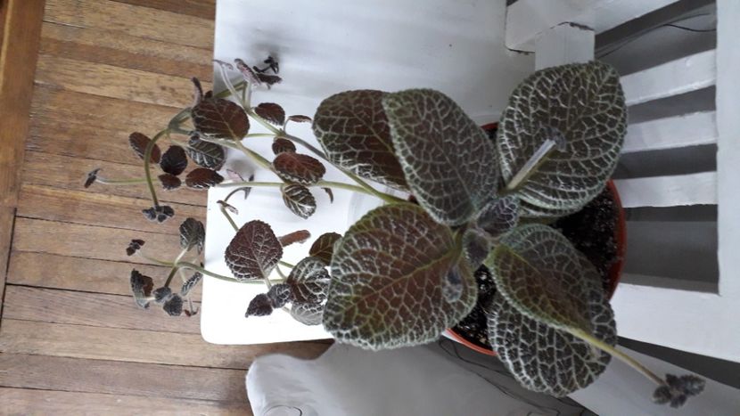 Tiger Stripe - A Episcia