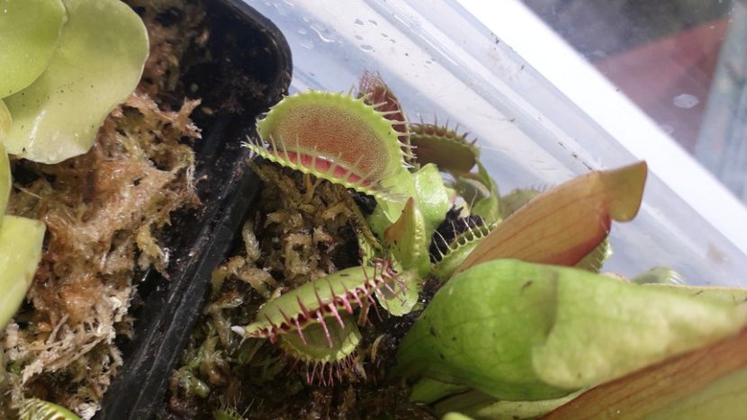 Dionaea Muscipula - Plante carnivore de vanzare