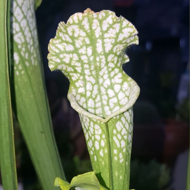 Sarracenia Leucophylla - Plante carnivore de vanzare