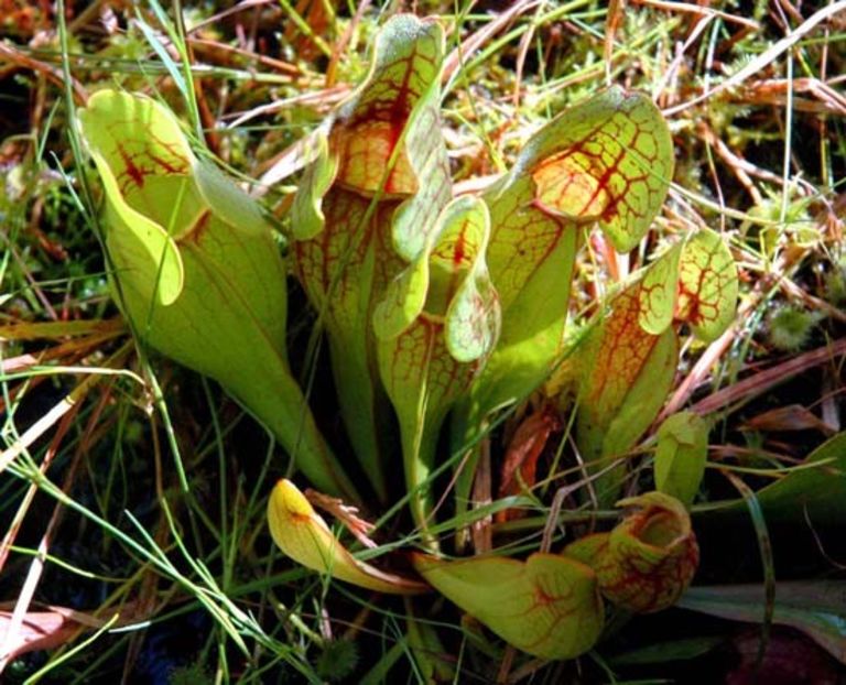 Sarracenia Purpurea - Plante carnivore de vanzare