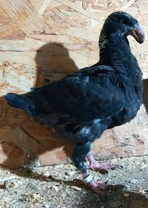  - 3---AGH DAȚI 2019 - 2025