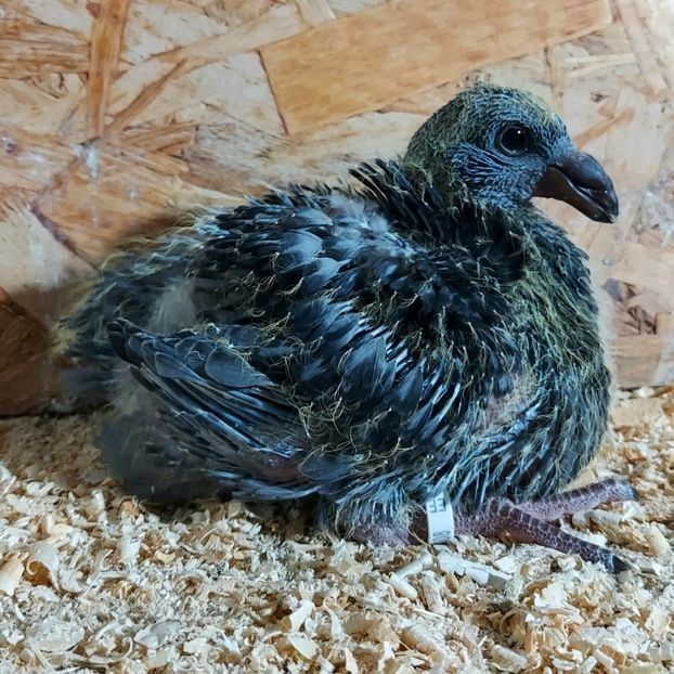  - 3---AGH DAȚI 2019 - 2025